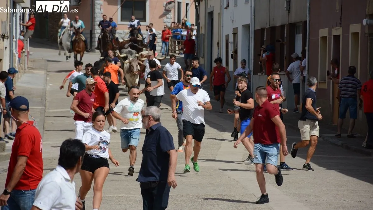Foto 6 - Los novillos de El Collado ofrecen un r&aacute;pido recorrido en el &uacute;ltimo encierro de las fiestas de Lumbrales