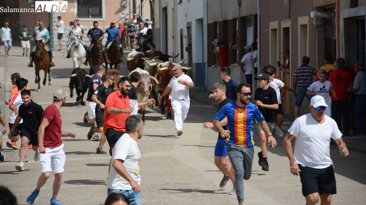 Foto 5 - Los novillos de El Collado ofrecen un r&aacute;pido recorrido en el &uacute;ltimo encierro de las fiestas de Lumbrales