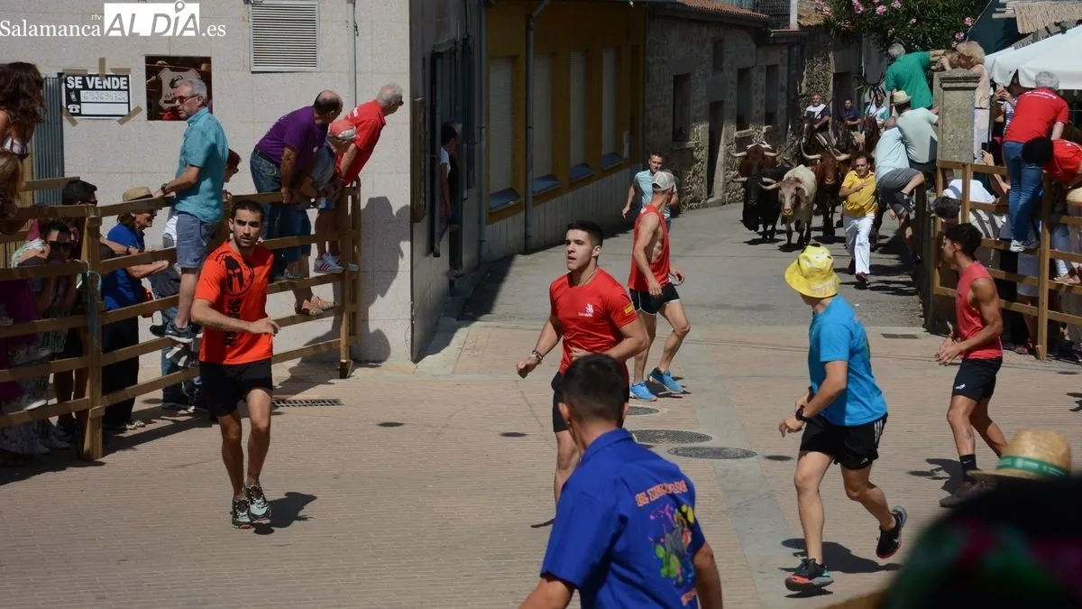 Foto 4 - R&aacute;pido y limpio encierro de los novillos de El Collado en Lumbrales
