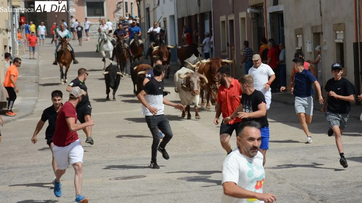 Foto 4 - Los novillos de El Collado ofrecen un r&aacute;pido recorrido en el &uacute;ltimo encierro de las fiestas de Lumbrales