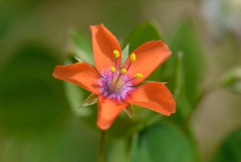 Concurso de fotografía de flora de CyL 2025: bases y plazo