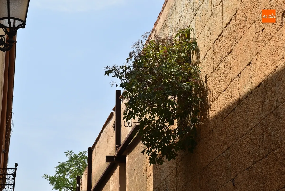 Foto 6 - Exigen por escrito la limpieza de los inmuebles en ruinas y abandonados de la calle Estacadilla