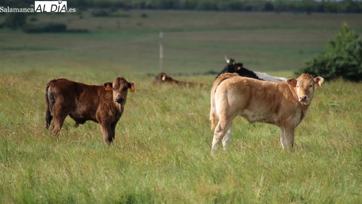 Nueva subida de la carne de vacuno y de los lechazos