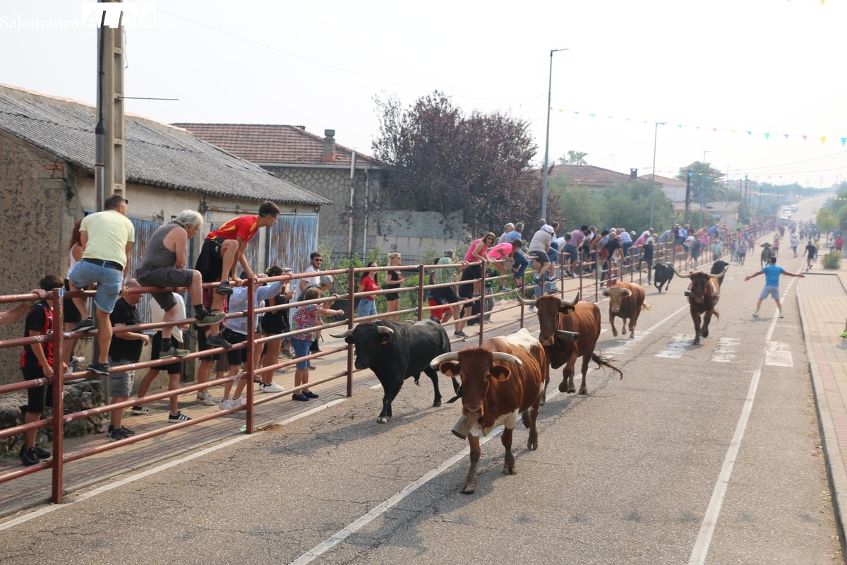 Bonito encierro de Valdeflores en Villarino para despedir las fiestas