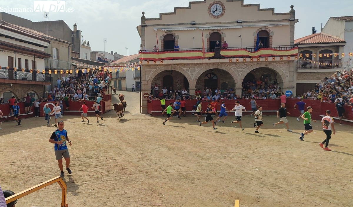 Rápido encierro de La Campana en Villarino