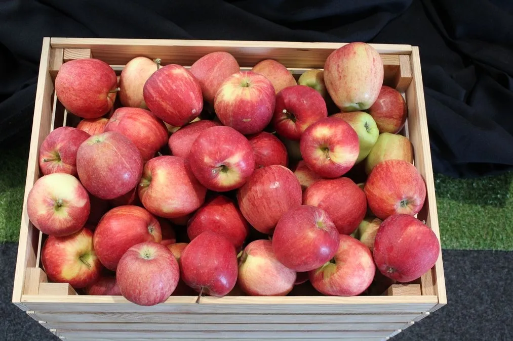 Feria de la Manzana, el Vino y el Aceite de Carrazeda de Ansiães (Portugal) 