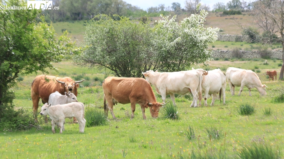 Mercado de ganado y lonja de Salamanca del 18 de agosto de 2025