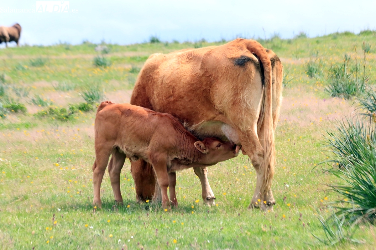 Mercado de ganado y lonja de Salamanca del 11 de agosto de 2025