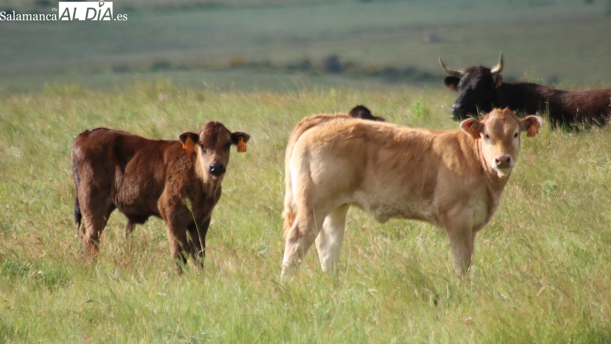 Mercado de ganado y lonja de Salamanca del 4 de agosto de 2025