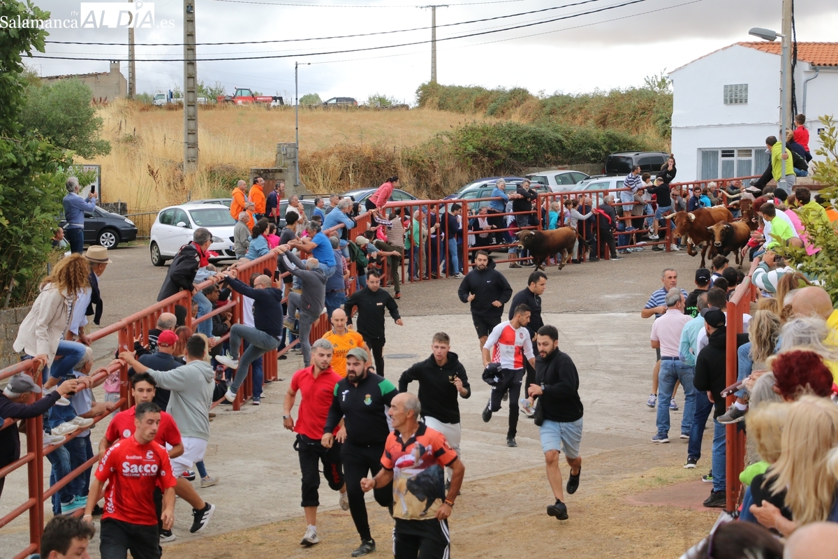 Encierro de Valdeflores en Pereña de la Ribera