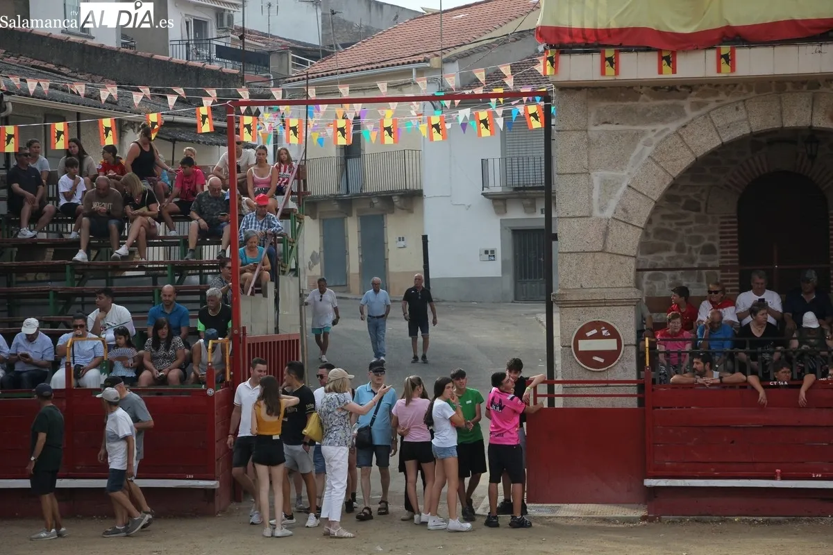 Segundo encierro con novillos de La Campana en Villarino