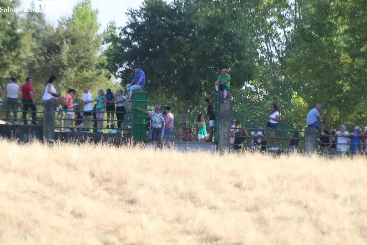 Desenjaule de los novillos que se lidiarán los días 25, 26, 27 y 28 de agosto en Aldeadávila / CORRAL 