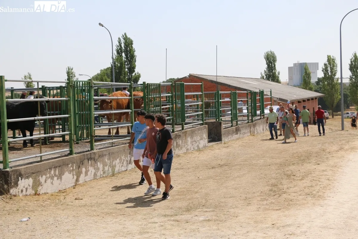 La Feria y Concurso de Ganado de Vitigudino volvía seis años después / CORRAL 