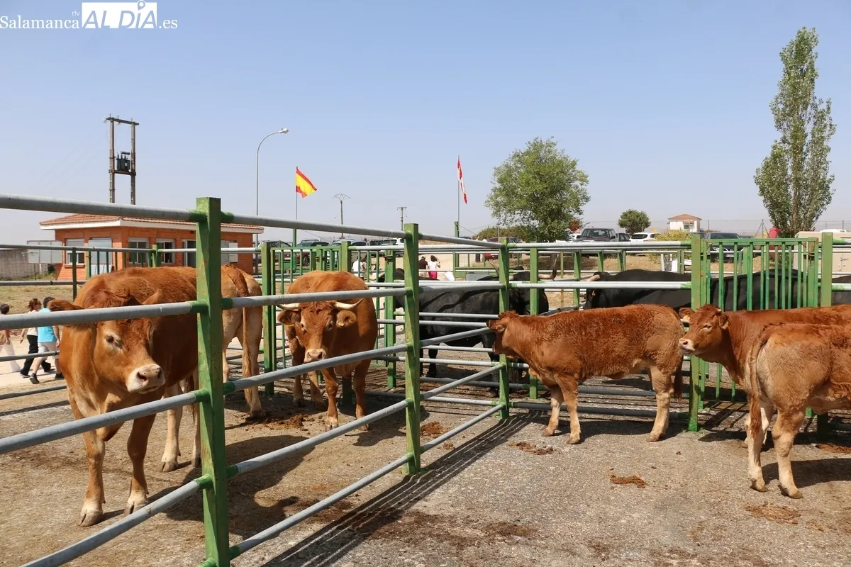 La Feria y Concurso de Ganado de Vitigudino volvía seis años después / CORRAL 