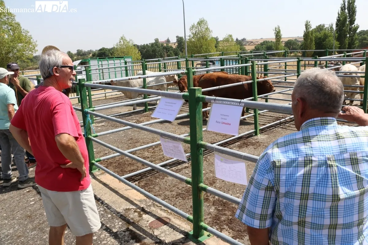 La Feria y Concurso de Ganado de Vitigudino volvía seis años después / CORRAL 