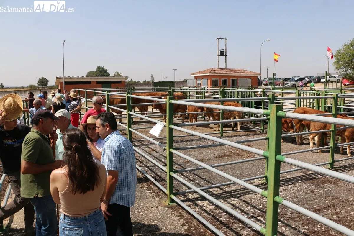 La Feria y Concurso de Ganado de Vitigudino volvía seis años después / CORRAL 