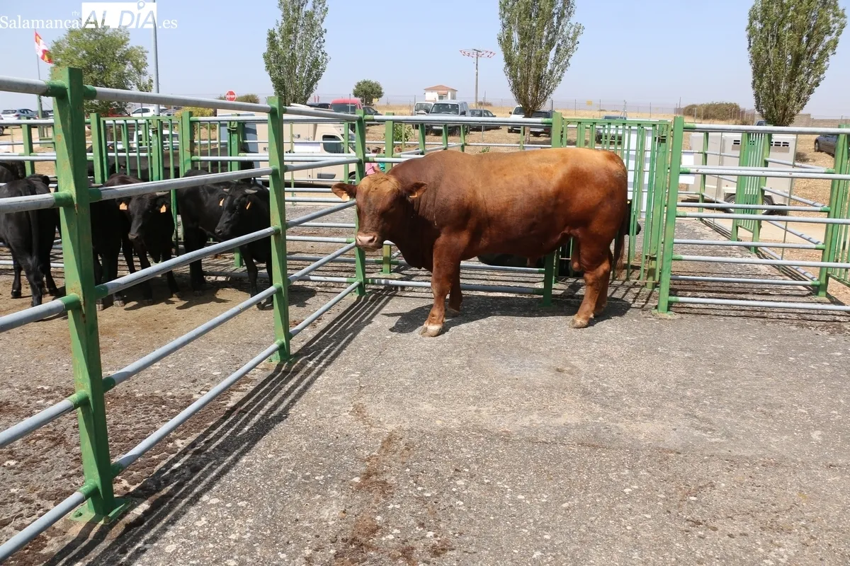La Feria y Concurso de Ganado de Vitigudino volvía seis años después / CORRAL 