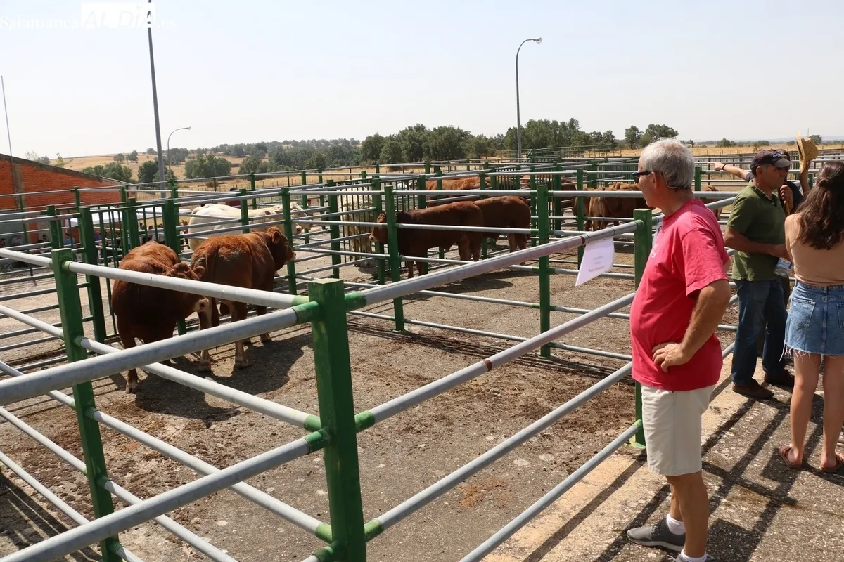 La Feria y Concurso de Ganado de Vitigudino volvía seis años después / CORRAL 