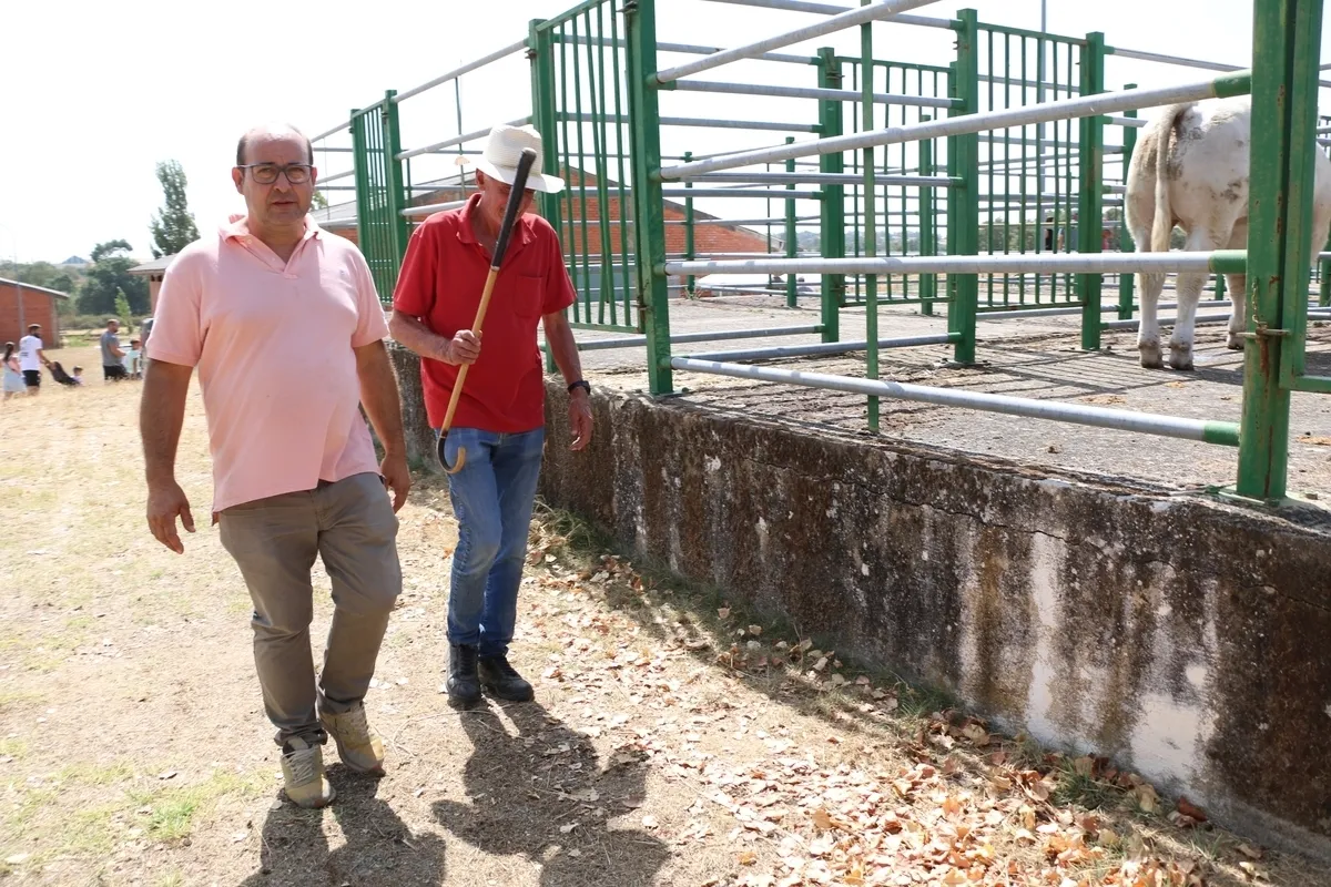 La Feria y Concurso de Ganado de Vitigudino volvía seis años después / CORRAL 