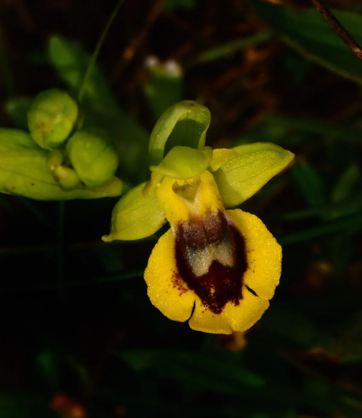 El segundo premio recayó en el abulense Víctor Javier Marugán Rábano por una instantánea de otra especie autóctona, la orquídea abejera amarilla (Ophrys lutea L.), capturada en Íscar (Valladolid).