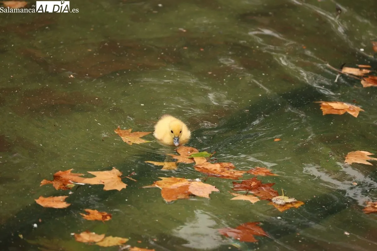 Nuevos patitos en la Alamedilla. Foto de David Sañudo