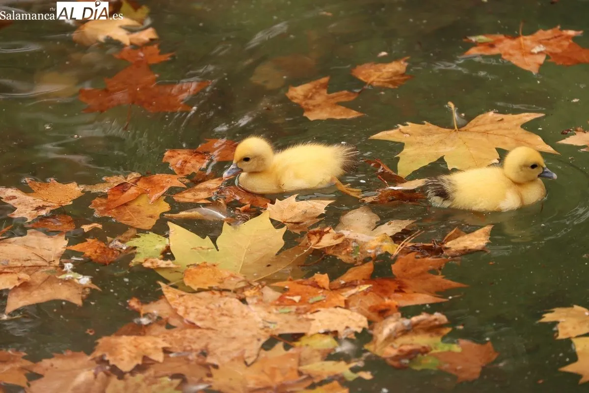 Nuevos patitos en la Alamedilla. Foto de David Sañudo