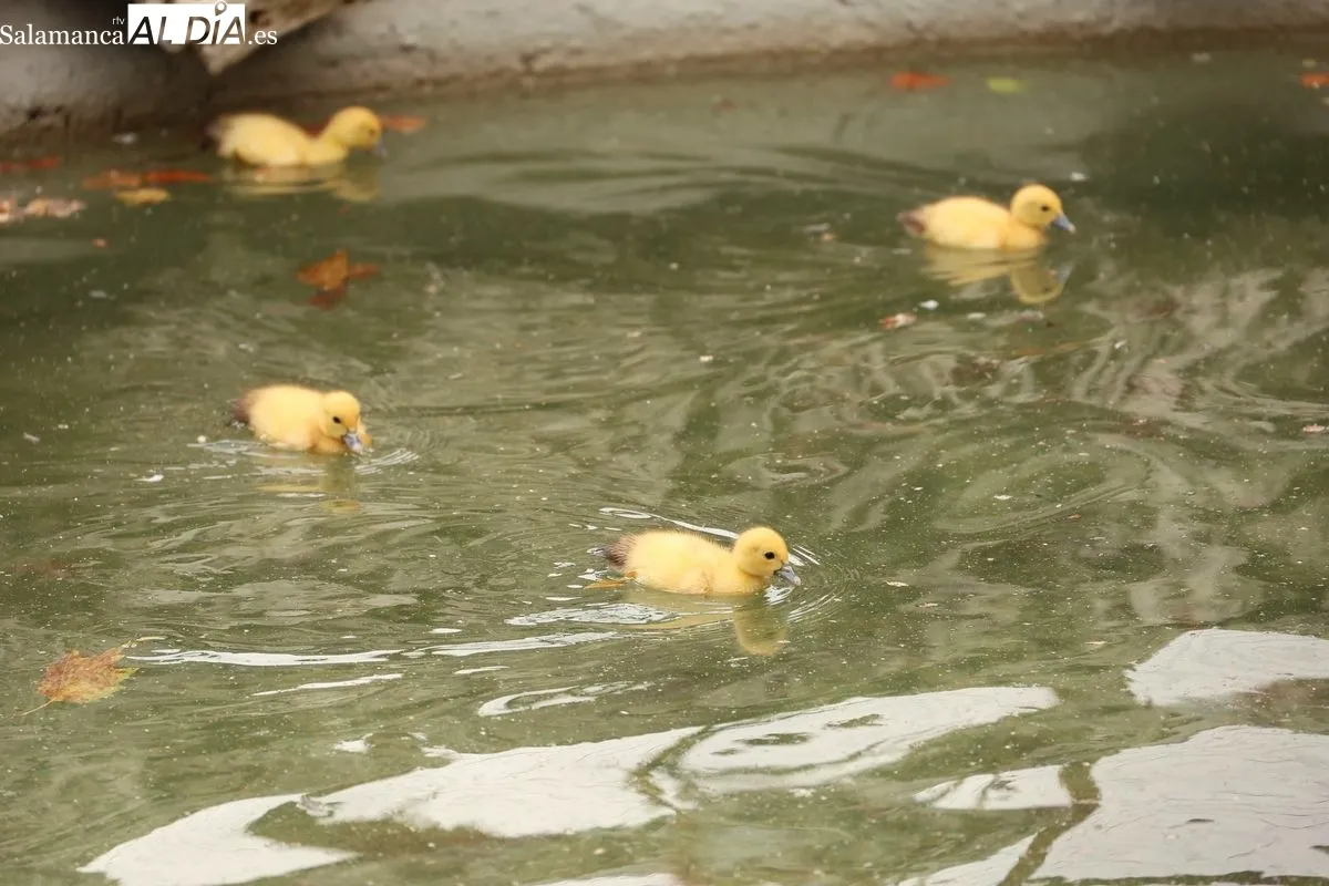 Nuevos patitos en la Alamedilla. Foto de David Sañudo