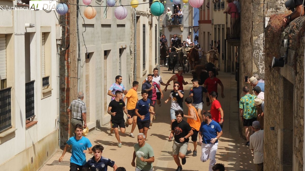 Lumbrales cierra las fiestas de Toros con un rápido encierro de los novillos de El Collado