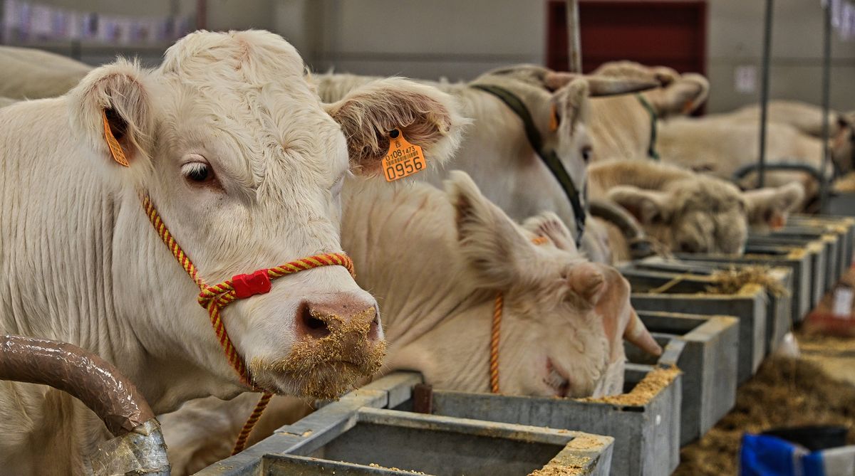 Mercado Regional de Ganados, Salamanca