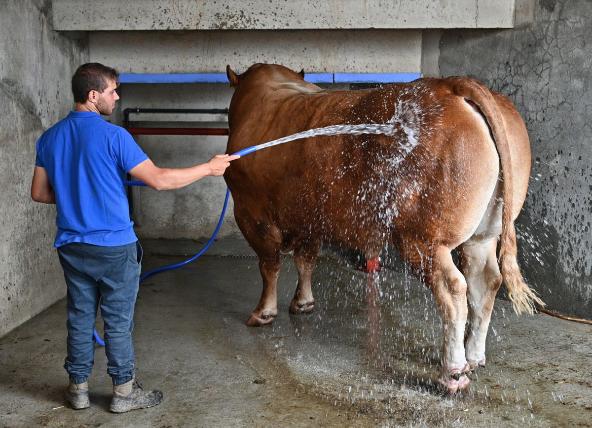 Mercado Regional de Ganados, Salamanca
