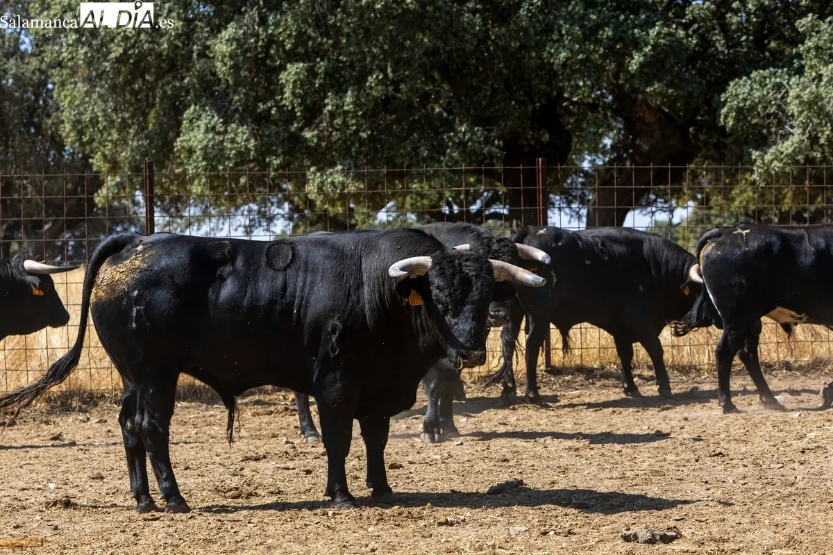 Bonitos novillos de Espioja para los festejos taurinos de Masueco / FOTOS: JOSEFINA BLANCO MORONTA