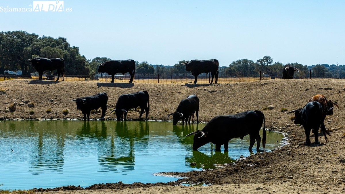 Fiestas de Masueco 2025: dos novilladas con la Escuela