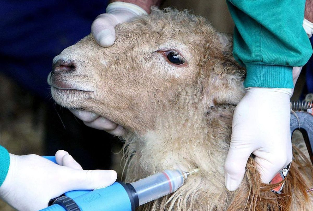 Asaja exige medidas urgentes contra la lengua azul en España