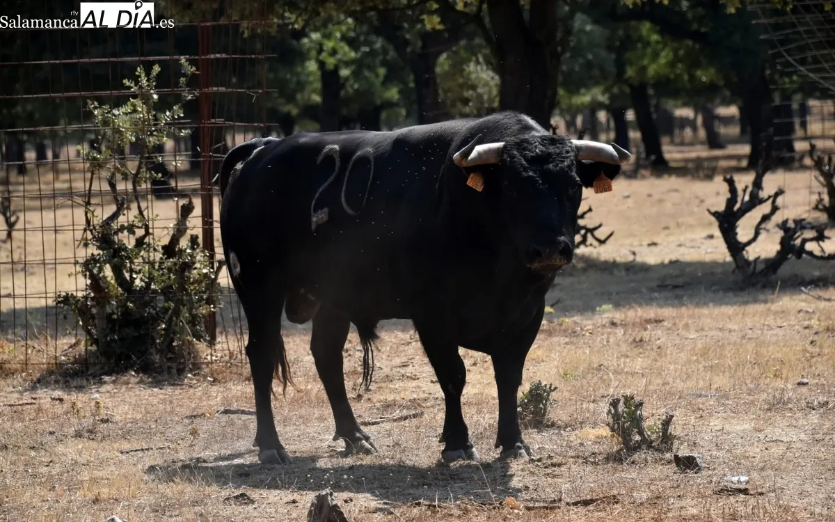 Encierro de Orive para la corrida de toros mixta del 16 de agosto en Vitigudino 