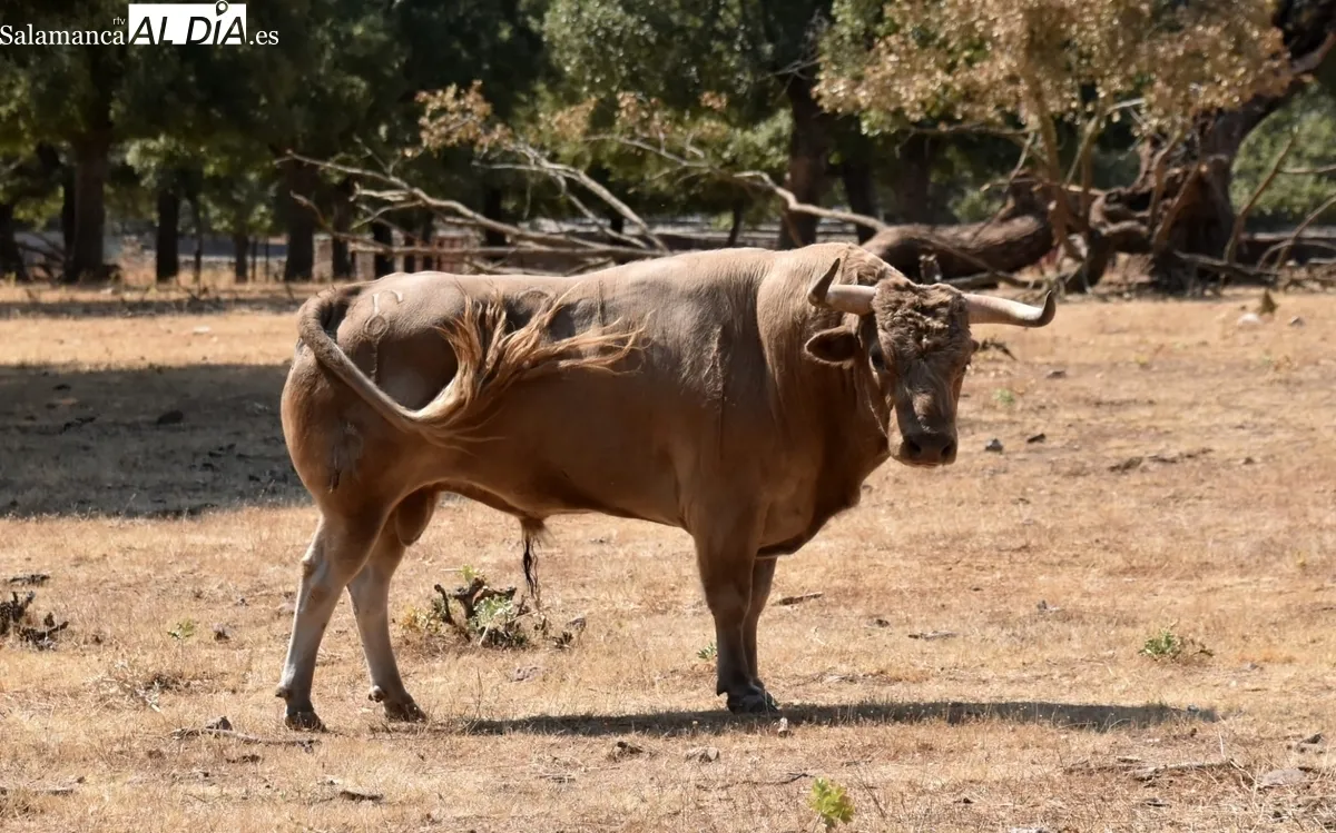 Encierro de Orive para la corrida de toros mixta del 16 de agosto en Vitigudino 