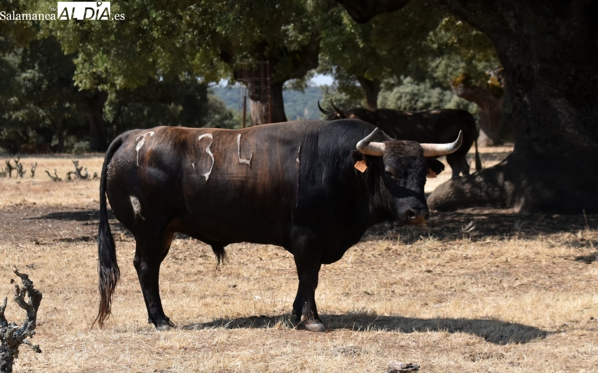 Toros Vitigudino 2025: así es el serio encierro de Orive