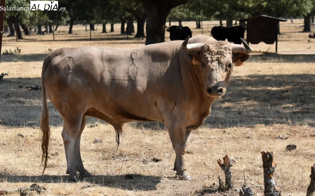 Encierro de Orive para la corrida de toros mixta del 16 de agosto en Vitigudino 