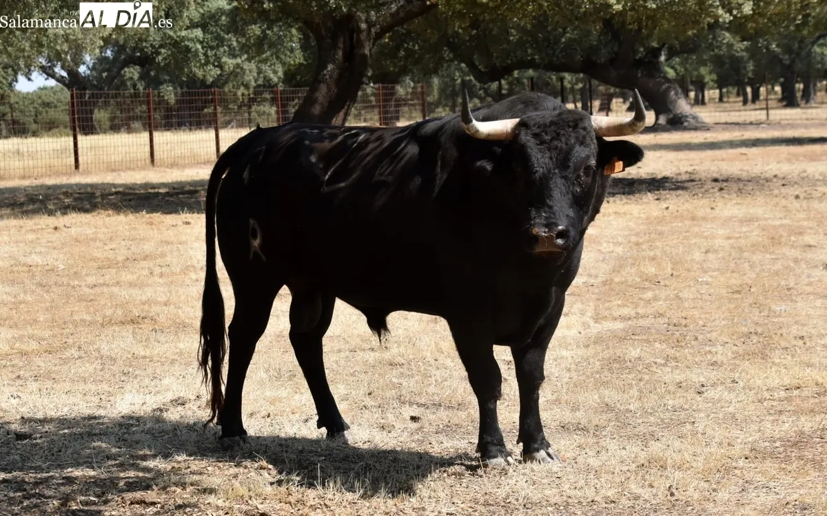 Encierro de Orive para la corrida de toros mixta del 16 de agosto en Vitigudino 