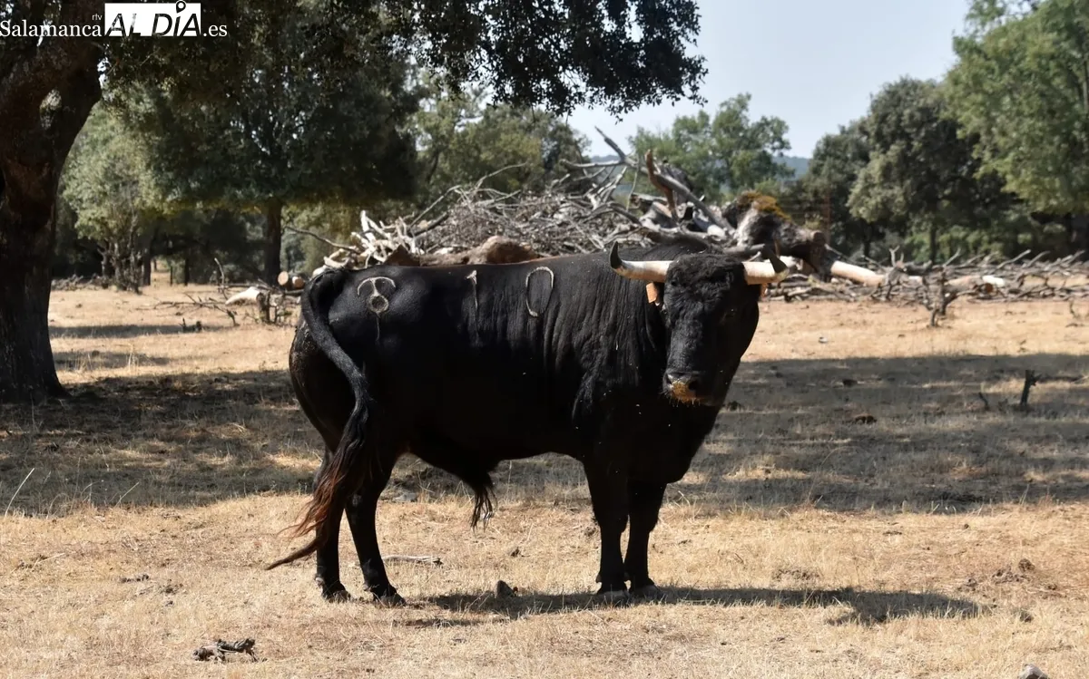 Encierro de Orive para la corrida de toros mixta del 16 de agosto en Vitigudino 