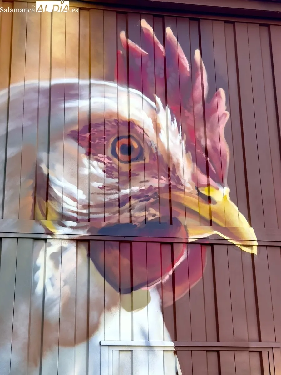 Cipérez adorna su plaza y puede presumir de tener, si no la que más, una de 'las gallinas más grandes de Europa' 