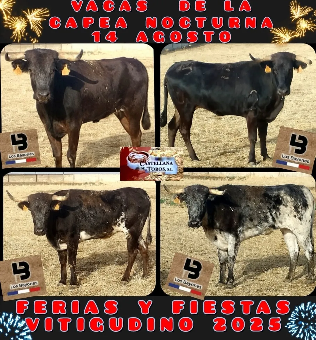 Vacas de la capea nocturna del 14 de agosto en Vitigudino