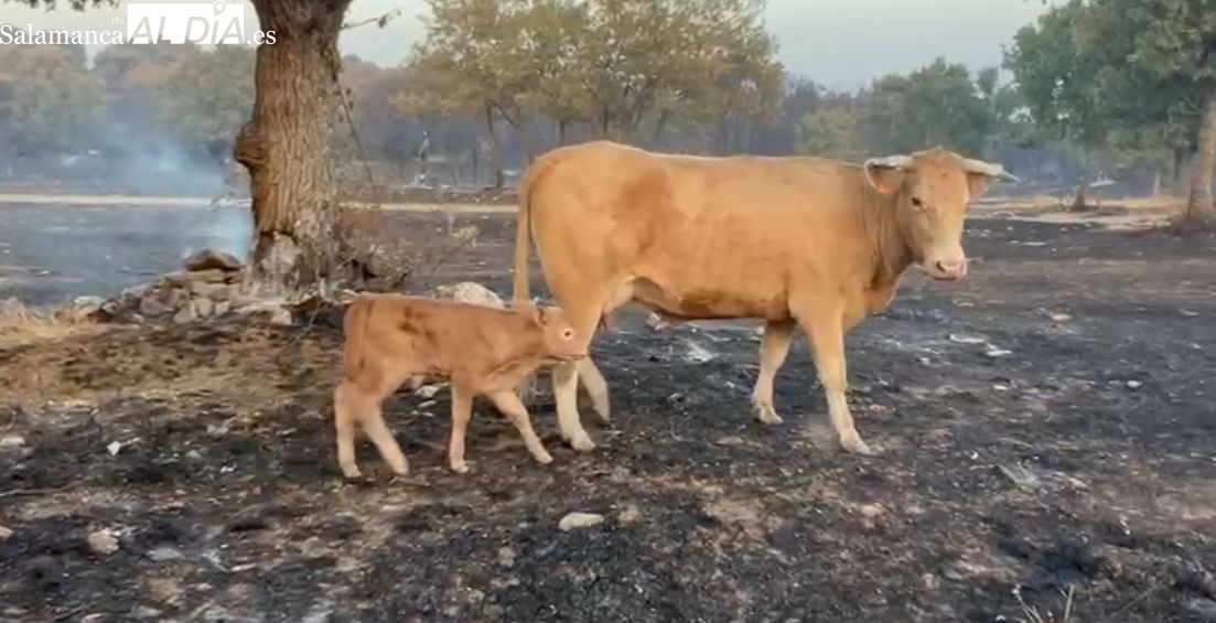 Incendio Cipérez: la vaca y su ternero que sobrevivieron