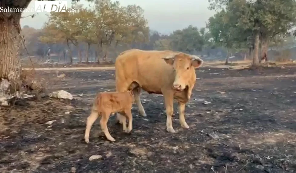 Este ternero y su madre han dado un ejemplo de instinto de superviviencia ante las llamas en Cipérez
