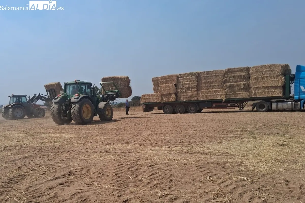 Hasta el momento este grupo de ganaderos del Abadengo ha repartido 100 toneladas de paja y forraje entre ganaderos afectados por el incendio de Cipérez 