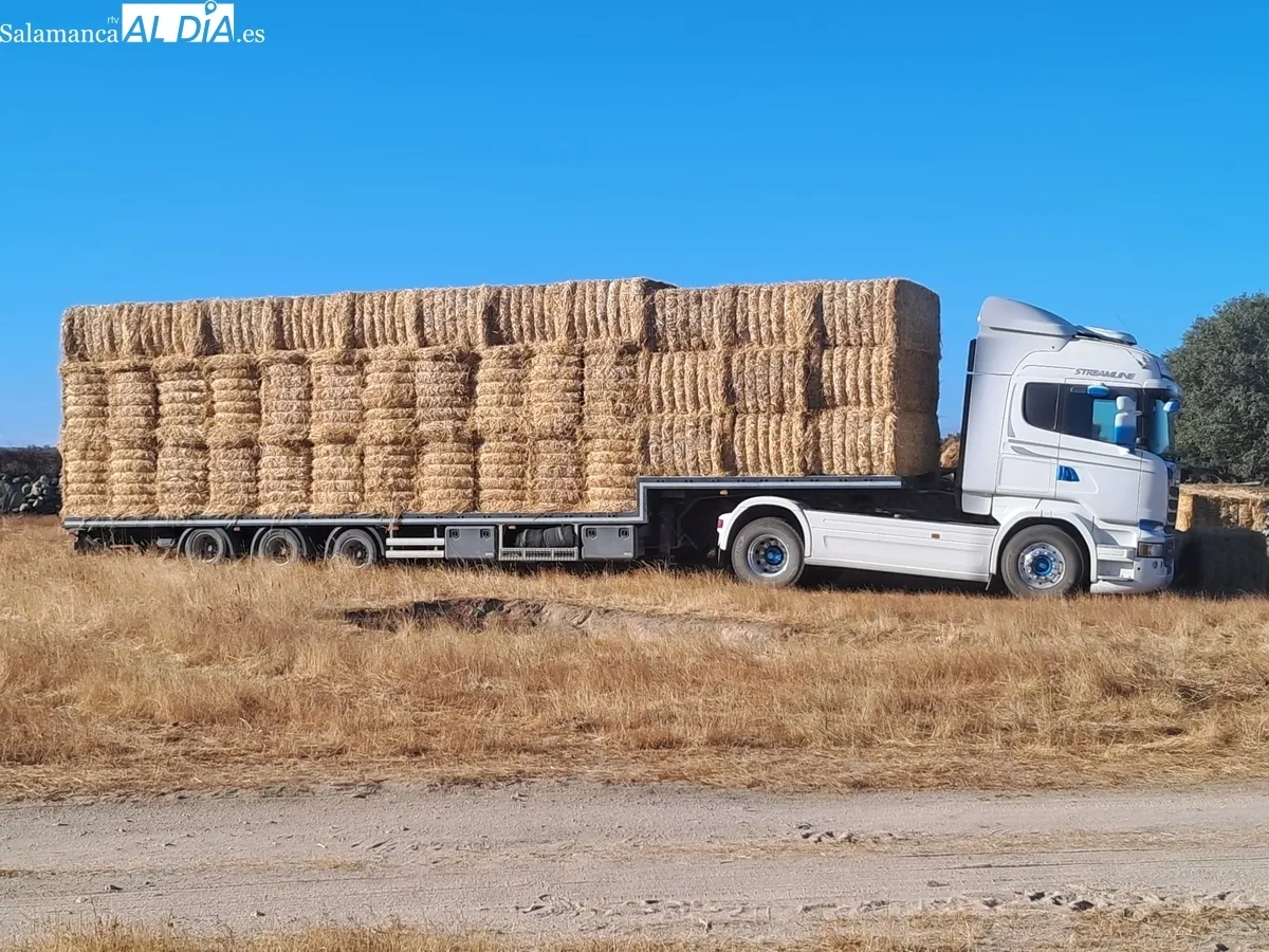 Hasta el momento este grupo de ganaderos del Abadengo ha repartido 100 toneladas de paja y forraje entre ganaderos afectados por el incendio de Cipérez 