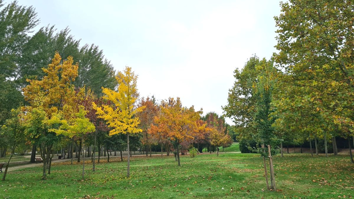 Salamanca plantará 32.663 árboles y creará un bosque en Tejares