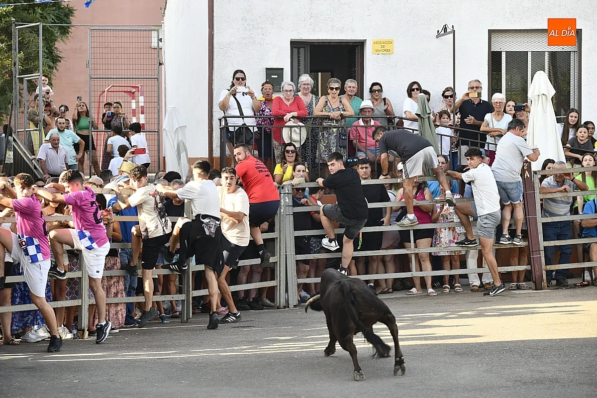 Vaquillas en Agallas durant las fiestas del Cristo del Buen Suceso/ Fotos: Adrián M.Pastor