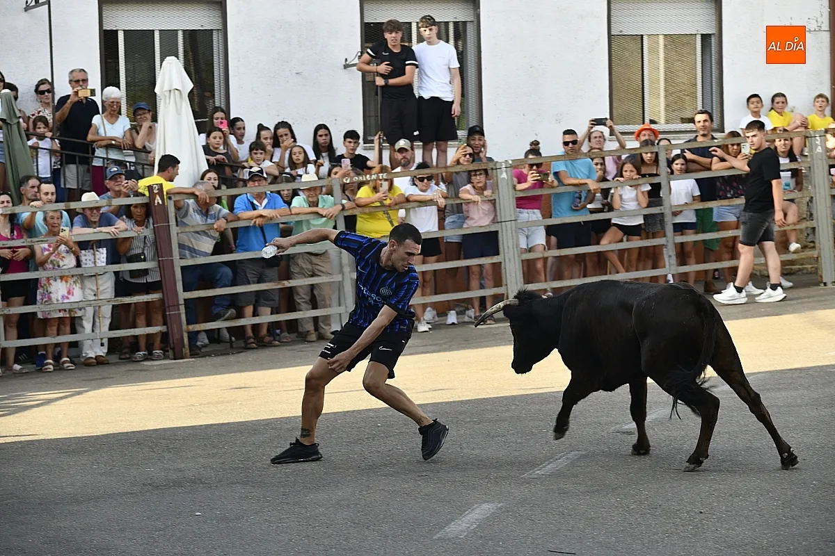 Vaquillas en Agallas durant las fiestas del Cristo del Buen Suceso/ Fotos: Adrián M.Pastor