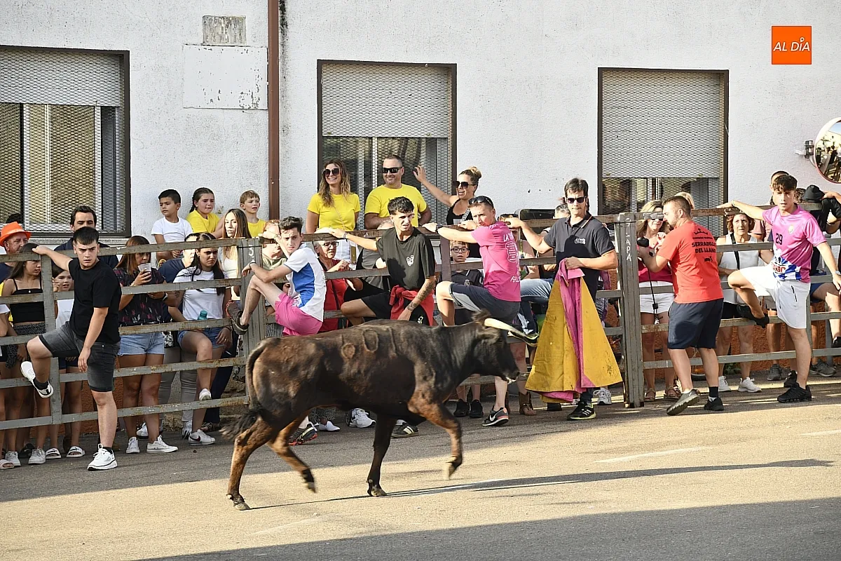 Vaquillas en Agallas durant las fiestas del Cristo del Buen Suceso/ Fotos: Adrián M.Pastor