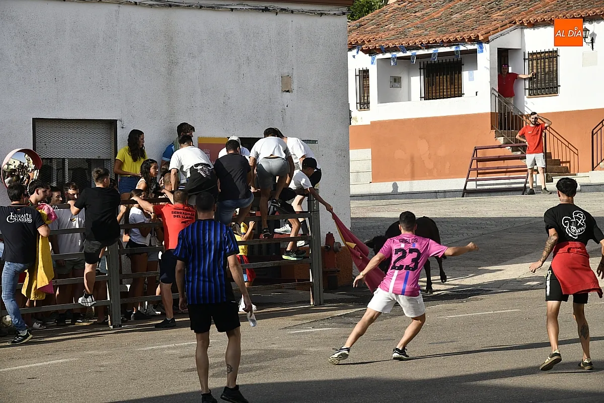 Vaquillas en Agallas durant las fiestas del Cristo del Buen Suceso/ Fotos: Adrián M.Pastor